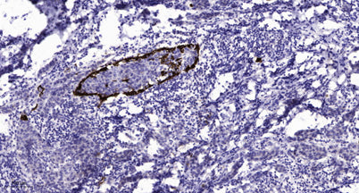 GNG13 Rabbit pAb