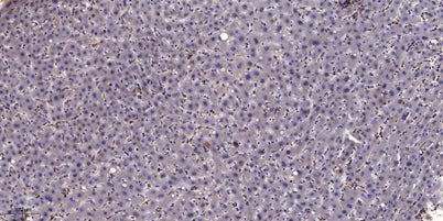 GNG12 Rabbit pAb