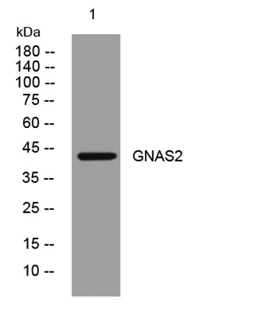 GNAS2 rabbit pAb