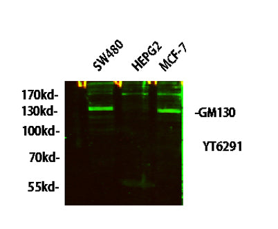 GM130 rabbit pAb