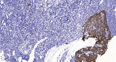 GluR-2 (Phospho-Tyr876) rabbit pAb