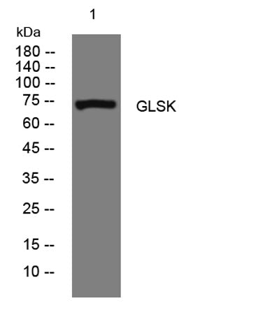 GLSK rabbit pAb