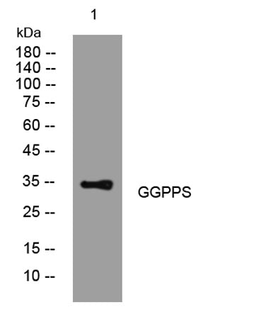 GGPPS rabbit pAb