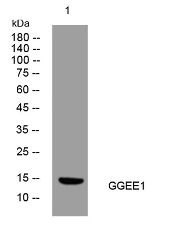 GGEE1 rabbit pAb
