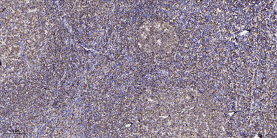 GBG11 rabbit pAb