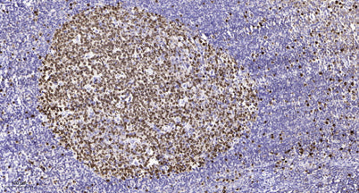 GARNL1 (Phospho-T736) rabbit pAb