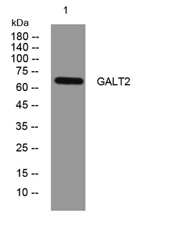 GALT2 rabbit pAb