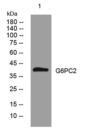 G6PC2 rabbit pAb