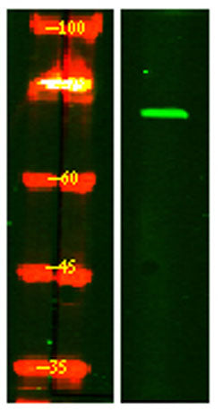 FRS2-α (phospho-Tyr196) rabbit pAb