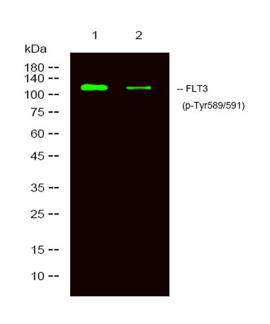 FLT3 (phospho-Tyr589/591) rabbit pAb