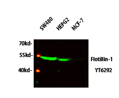 Flotillin-1 rabbit pAb