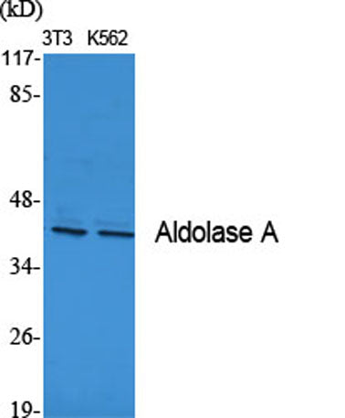 Aldolase A rabbit pAb
