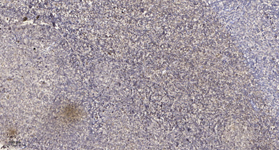 FKBP1B Rabbit pAb