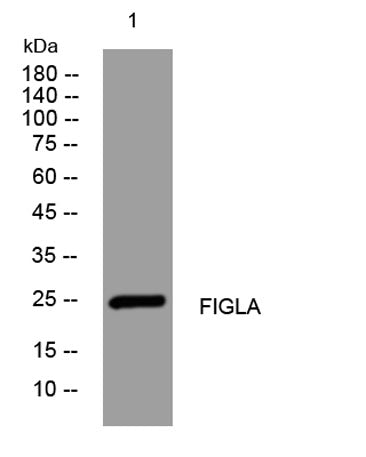 FIGLA rabbit pAb