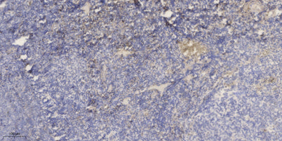 FCGBP rabbit pAb