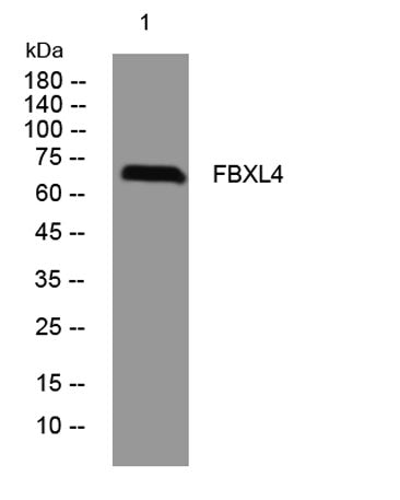 FBXL4 rabbit pAb