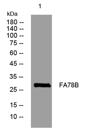 FA78B rabbit pAb
