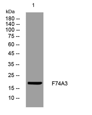 F74A3 rabbit pAb