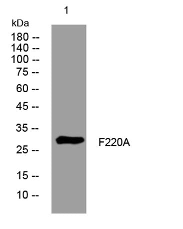 F220A rabbit pAb