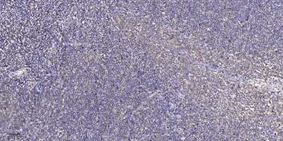 F195B rabbit pAb