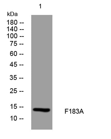 F183A rabbit pAb