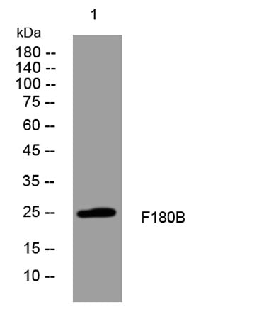 F180B rabbit pAb