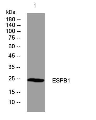 ESPB1 rabbit pAb