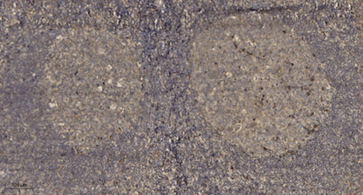 ERAS1 rabbit pAb