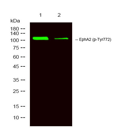 EphA2 (phospho-Tyr772) rabbit pAb