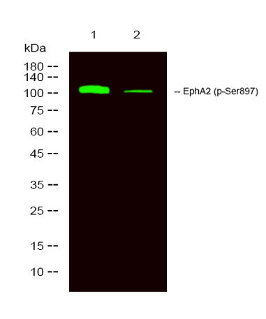 EphA2 (phospho-Ser897) rabbit pAb