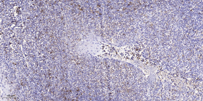 EPHA1 (Phospho-Tyr605) rabbit pAb