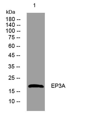 EP3A rabbit pAb