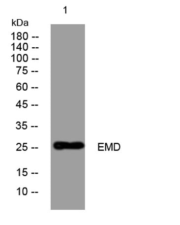 EMD rabbit pAb