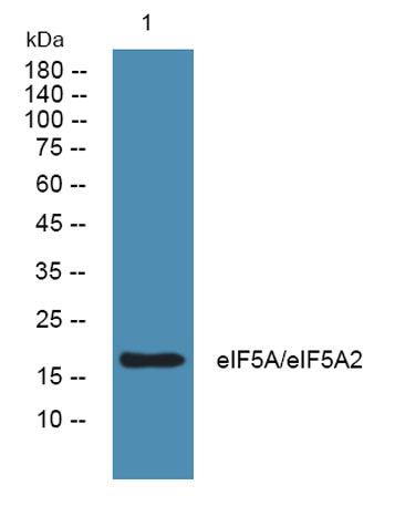 eIF5A/eIF5A2 rabbit pAb