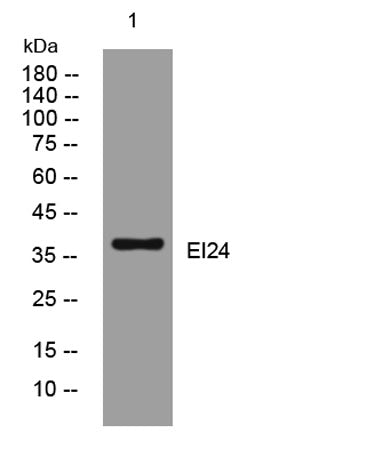 EI24 rabbit pAb