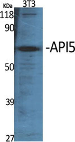 API5 rabbit pAb