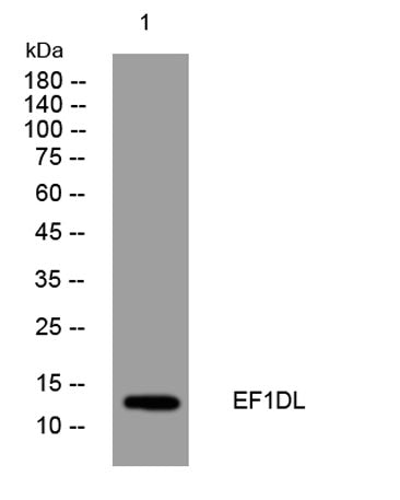 EF1DL rabbit pAb