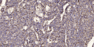 DYH12 rabbit pAb