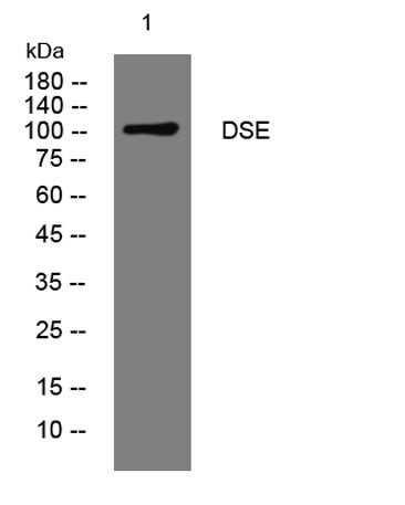 DSE rabbit pAb