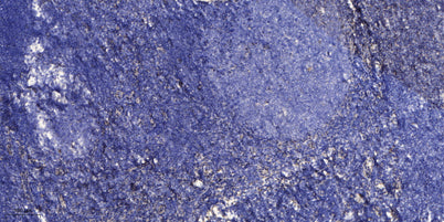 DSCR8 rabbit pAb