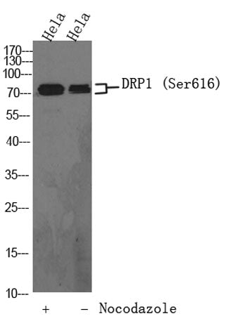 DRP1 (phospho-Ser616) rabbit pAb