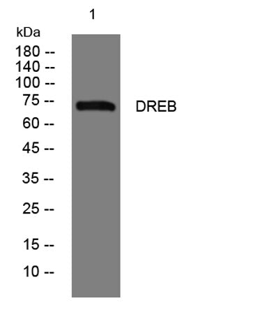 DREB rabbit pAb
