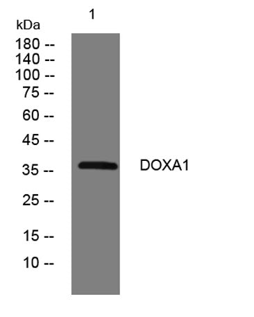 DOXA1 rabbit pAb