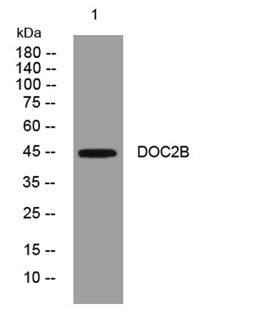 DOC2B rabbit pAb