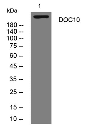 DOC10 rabbit pAb