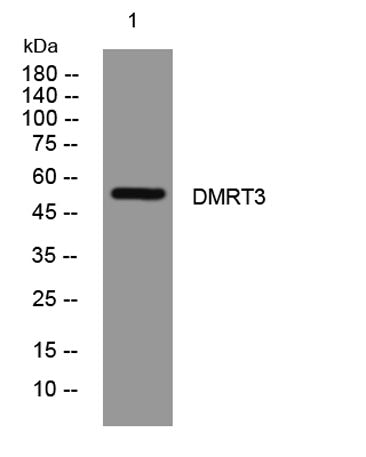 DMRT3 rabbit pAb