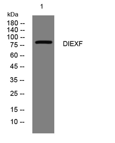 DIEXF rabbit pAb