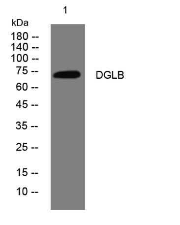 DGLB rabbit pAb