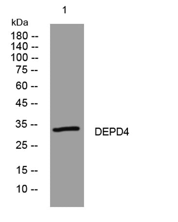 DEPD4 rabbit pAb
