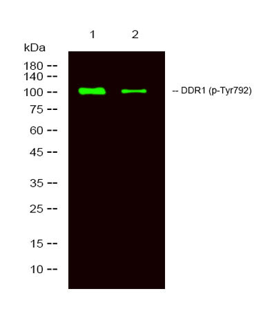 DDR1 (phospho-Tyr792) rabbit pAb